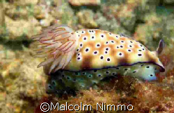 Nudi -  photo taken off the west coast of Tioman; D70s; 6... by Malcolm Nimmo 